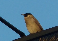 Pycnonotus aurigaster