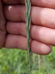 Elymus lanceolatus
