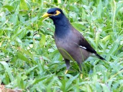 Acridotheres tristis