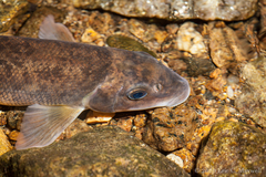 Catostomus utawana