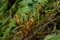 Dryopteris wallichiana