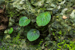 Epithema ceylanicum