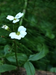 Cardamine angulata