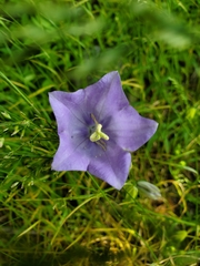 Campanula persicifolia