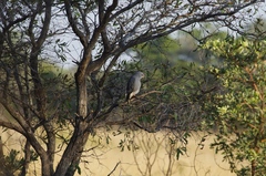 Kaupifalco monogrammicus
