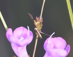 Conocephalus gracillimus