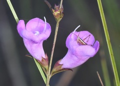 Conocephalus gracillimus