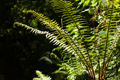 Dryopteris wallichiana
