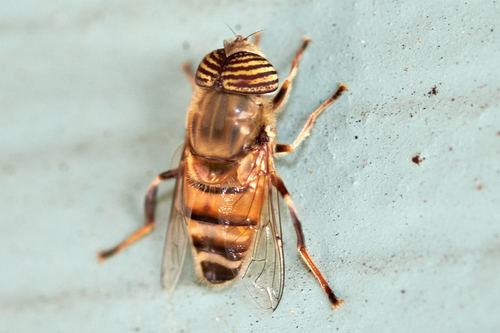 Stripe-eyed Lagoon Fly