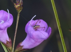 Conocephalus gracillimus