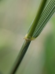 Elymus lanceolatus