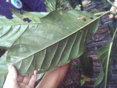 Magnolia hernandezii