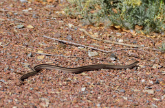 Salvadora deserticola