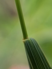Elymus lanceolatus