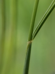 Elymus lanceolatus