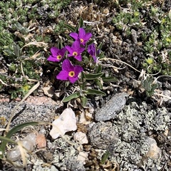 Primula angustifolia