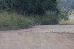 Chlorocebus pygerythrus pygerythrus