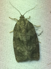 Choristoneura conflictana