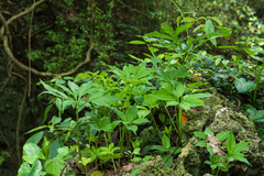 Amorphophallus henryi