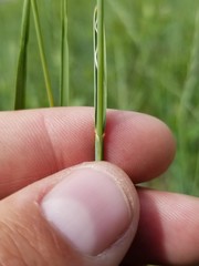 Elymus lanceolatus