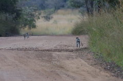 Chlorocebus pygerythrus pygerythrus