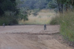 Chlorocebus pygerythrus pygerythrus