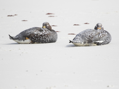 Tachyeres brachypterus