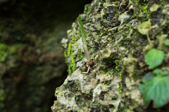 Amorphophallus henryi