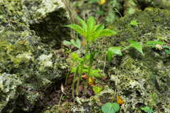 Amorphophallus henryi