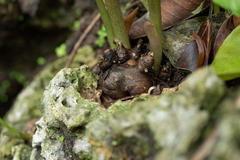 Amorphophallus henryi