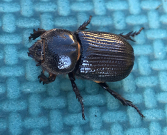 Hemiphileurus illatus