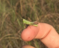 Dichromorpha elegans