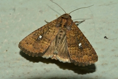 Lepidoptera