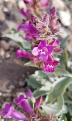 Penstemon monoensis