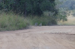 Chlorocebus pygerythrus pygerythrus
