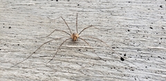 Phalangium opilio