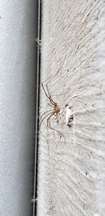 Phalangium opilio
