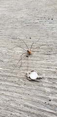 Phalangium opilio