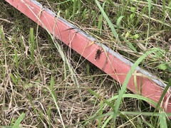 Promachus yesonicus