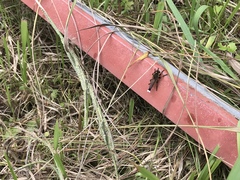 Promachus yesonicus