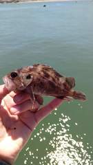 Sebastes auriculatus