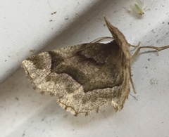 Metarranthis refractaria