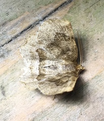 Metarranthis hypochraria