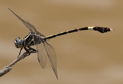 Phyllogomphoides nayaritensis