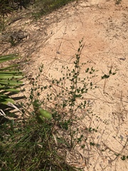 Rhynchosia cytisoides