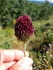 Allium sphaerocephalon