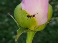 Camponotus novaeboracensis