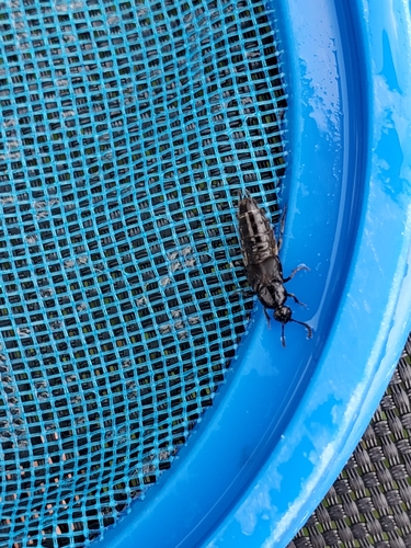 Tympanophorus puncticollis