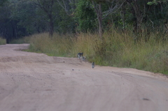Chlorocebus pygerythrus pygerythrus