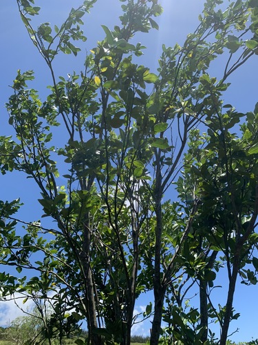 Citrus microcarpa observed 2020-06-17